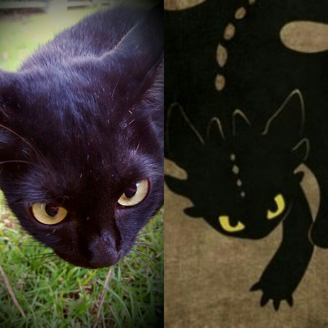 Коты и Кошки