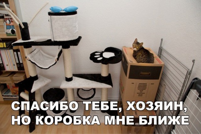 Коты и Кошки