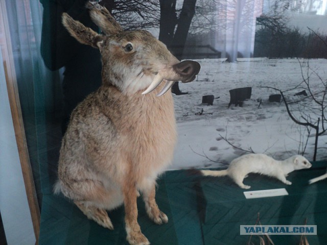 Художник дебил