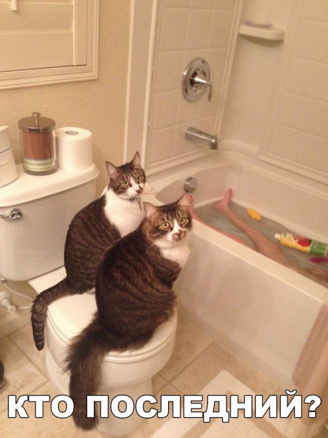 Коты и Кошки