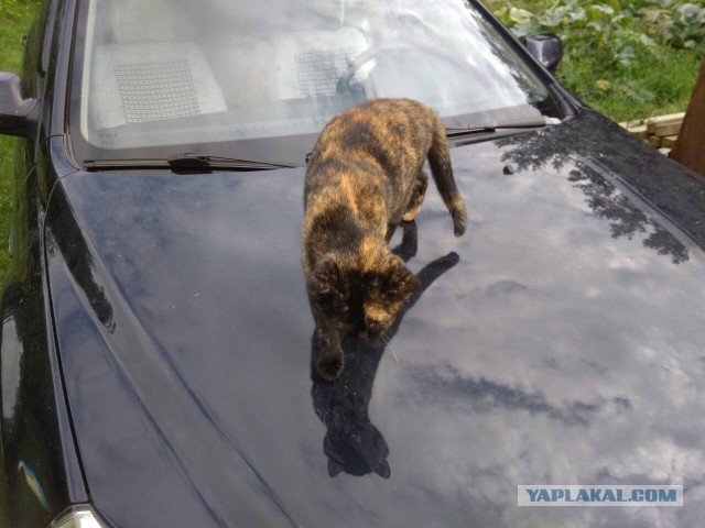 Жизнь домашнего приюта для котеек 184