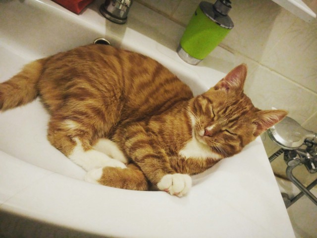 Коты и Кошки