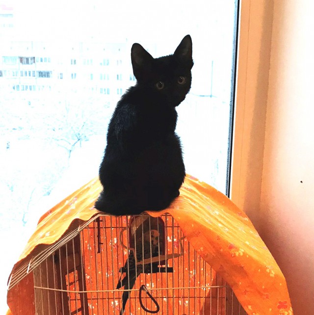 Вся красота беспородных кошек. Котовторнику посвящается.