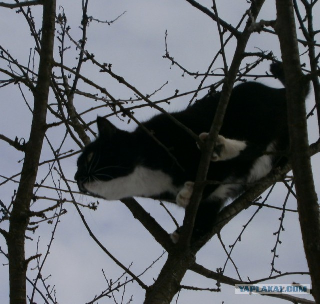 Котовторник 13.03.2018