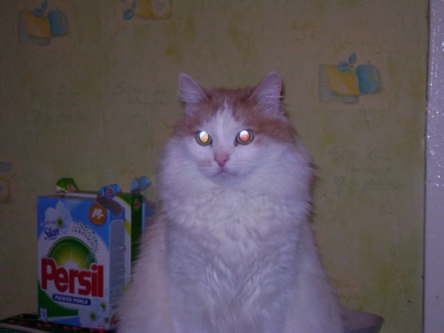 Котовторник на ЯПлакалъ (20.05.08), прикольные коты, добавляем свои!