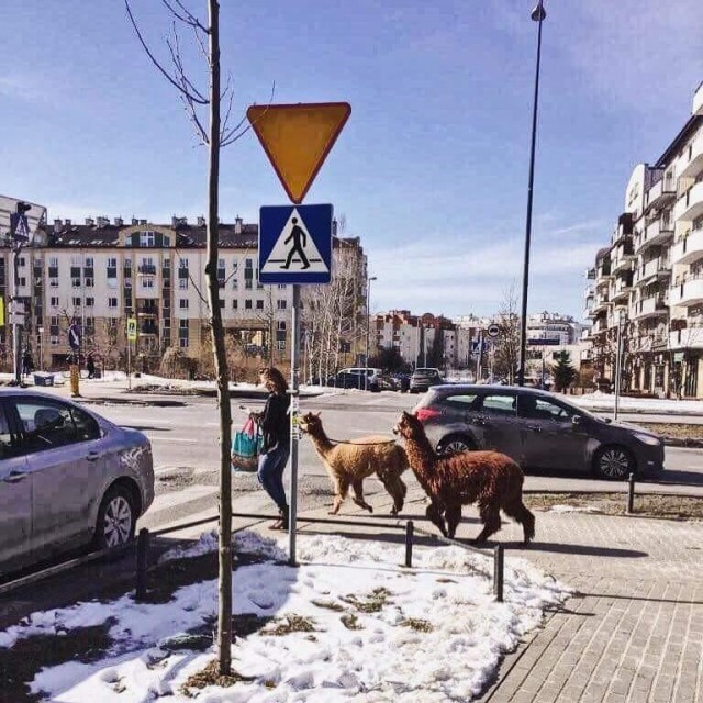 Живность из сети