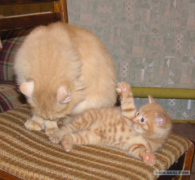 Котовторник на ЯПлакалъ