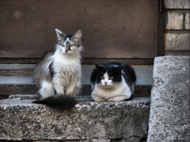 Котовторник объявляется открытым!