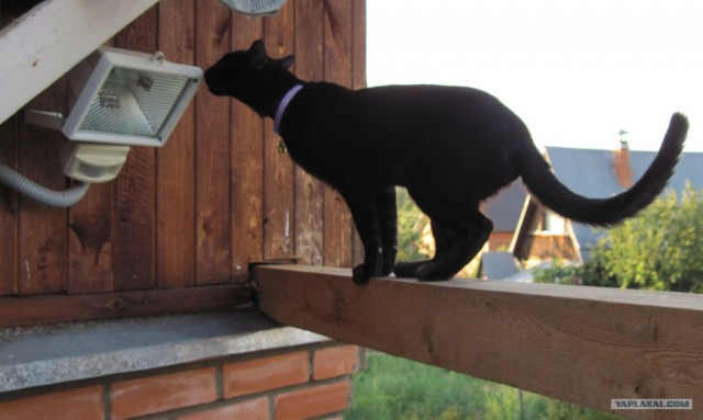 Котовторник с Кузей