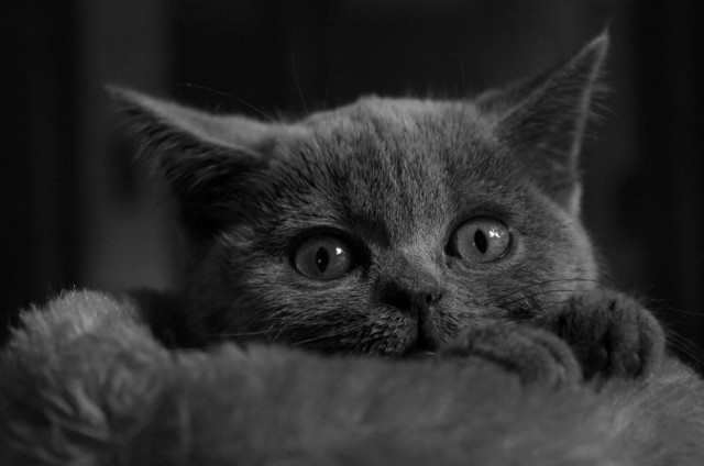 Сонный Котовторник