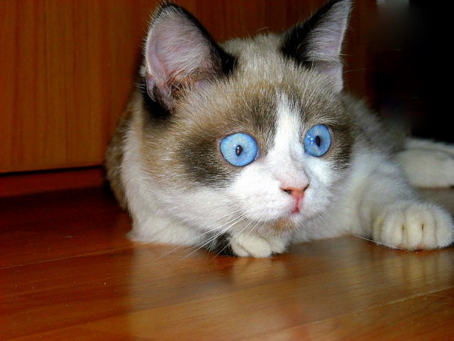 Котовторник!