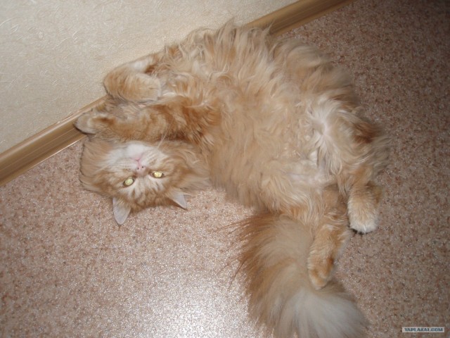 Котовторник (07.02.2012)