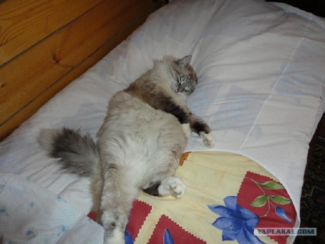Котовторник 27.03.2012