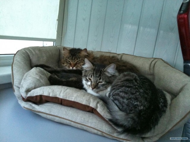 Котовторник  19.06.2012