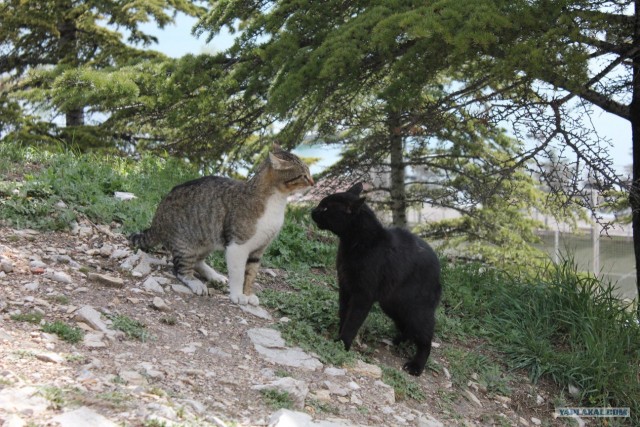Котовторник 03 07 2012