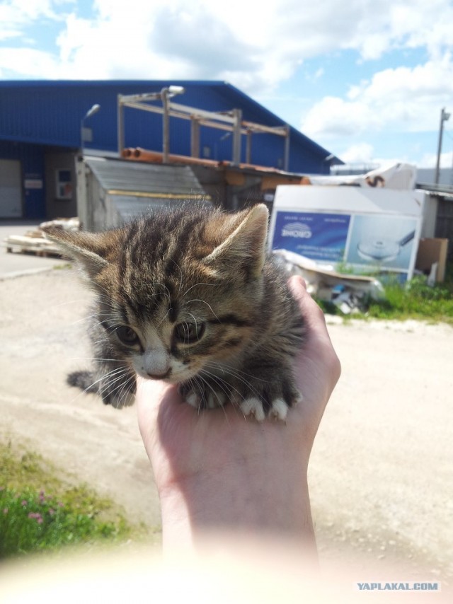 Котовторник  4.09.12