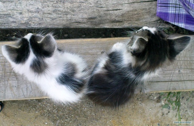 Котонянька и котовторник
