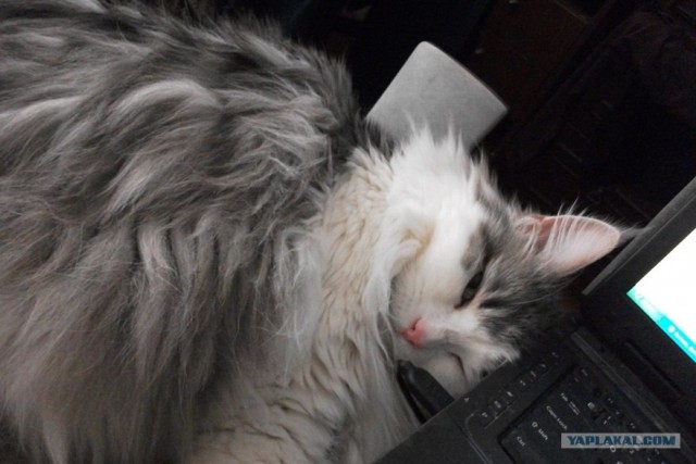 Котовторник 29.01.2013