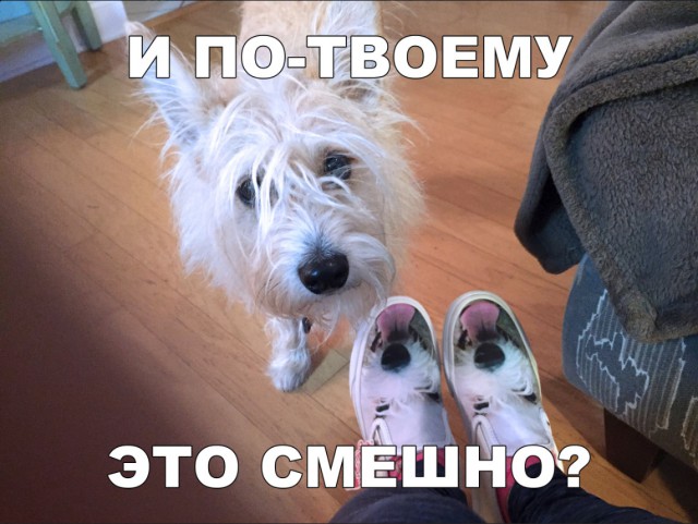 Милые животные. Мимиметр сломался