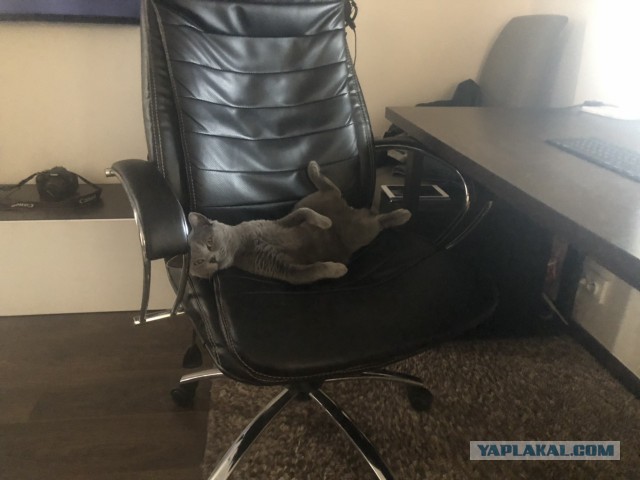 Наглая кошка попыталась выгнать хозяина со стула