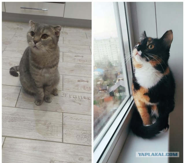 Котовторник