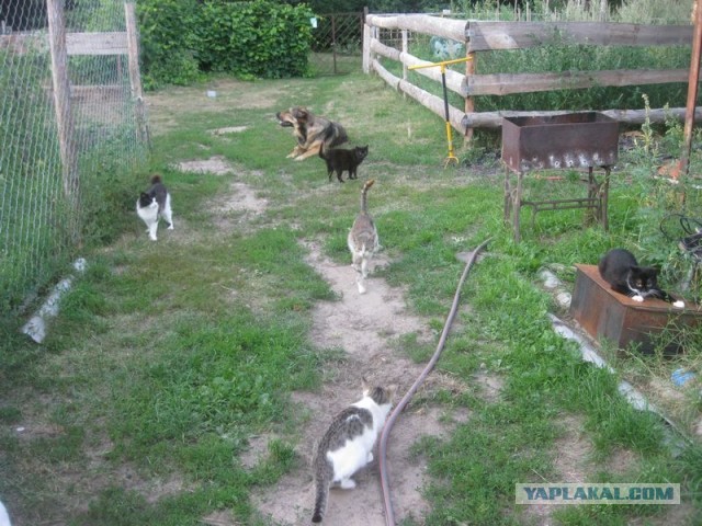 Жизнь домашнего приюта для котеек 302