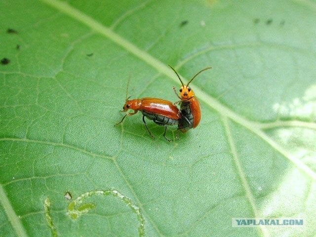 Он как бы нам машет?