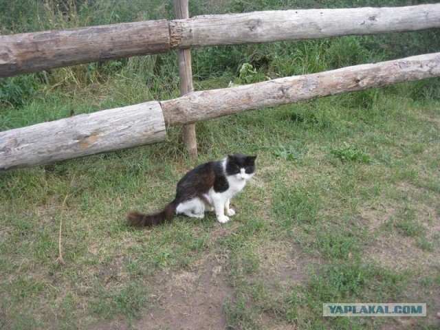 Жизнь домашнего приюта для котеек 305