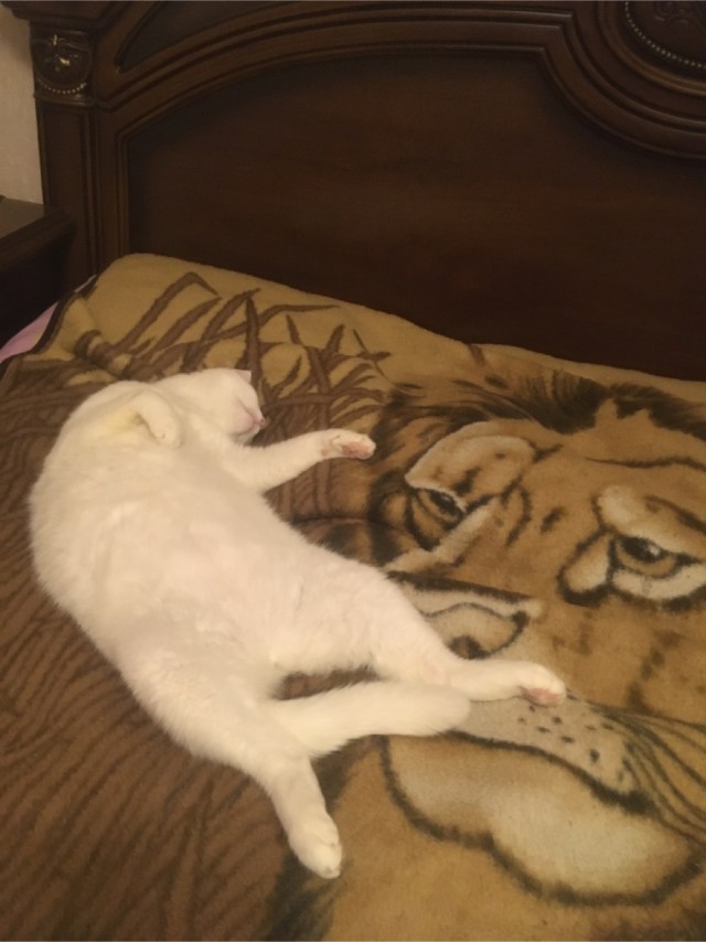 Подобрашка к котовторнику