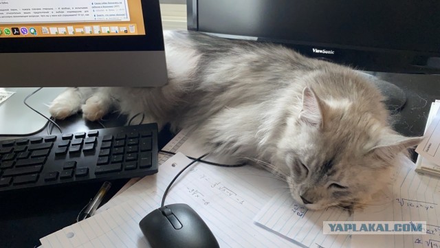 Домик для котейки