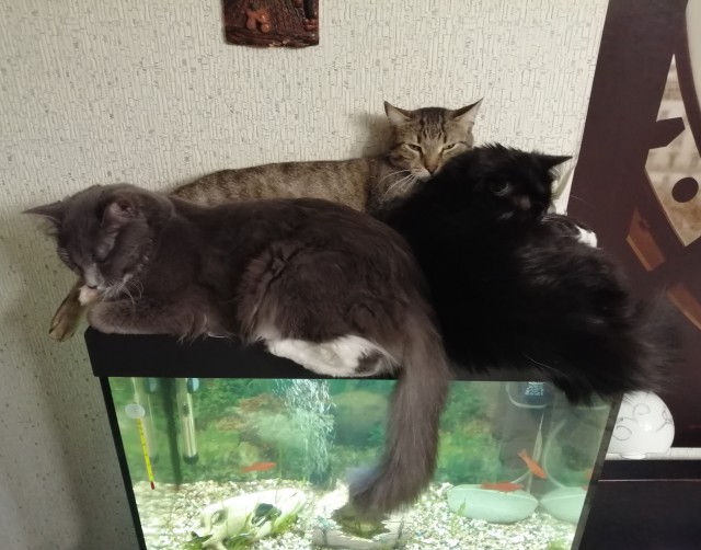 Даешь котовторник!