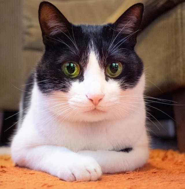 Подборка всякой живности