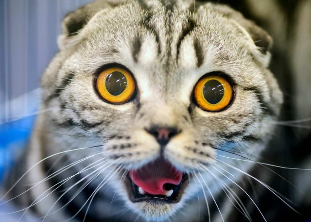 Которник