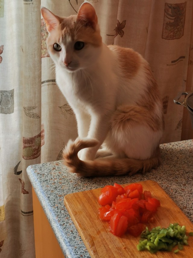 Кот Василий