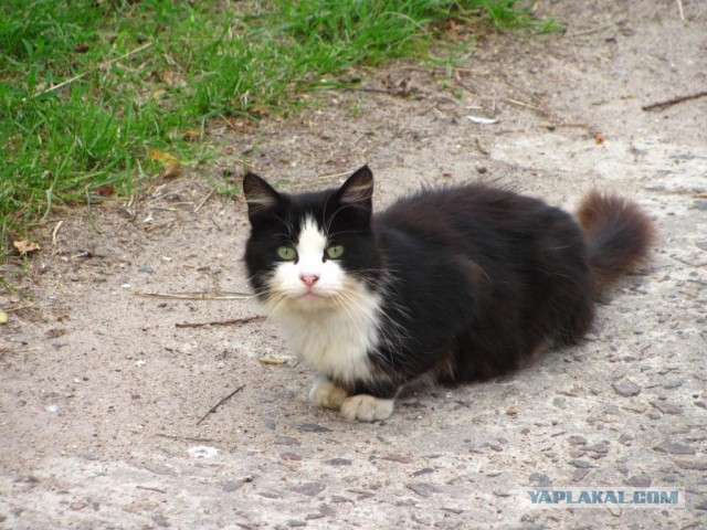 Коты в США