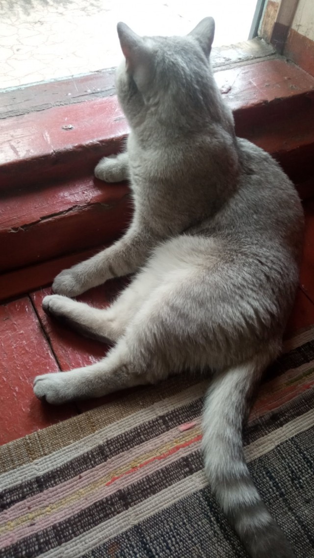 Котовторник же уже наступил?