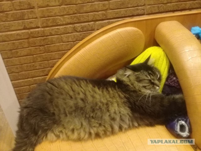 Котовторник 11.01.22