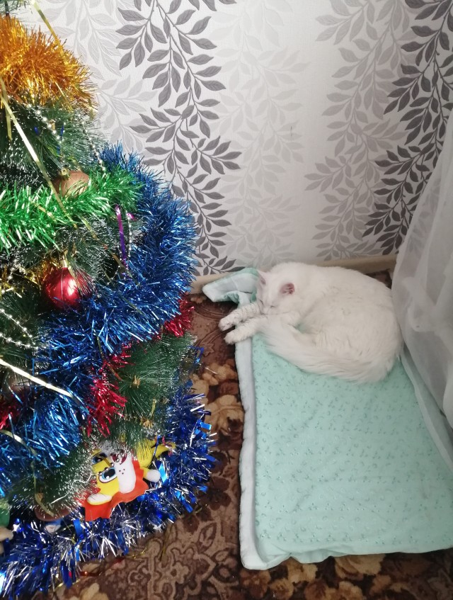 Что-то котовторник никто не начинает...