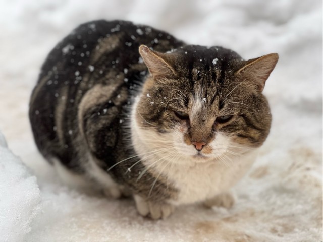 Котовторниковское