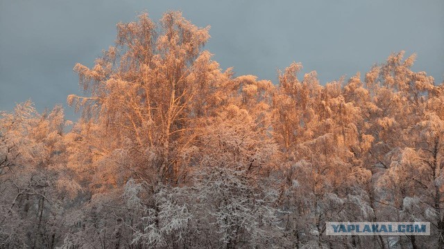 Не прилетели свиристели и снегири