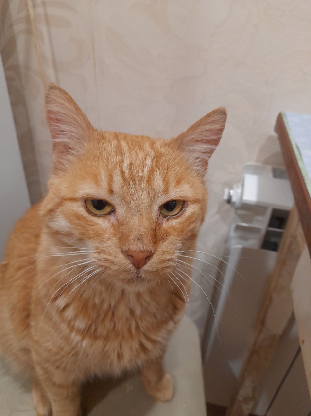 Рыжий кот