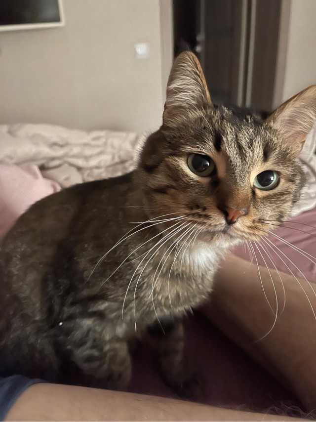 Пропала кошка г.Самара 9 Просека