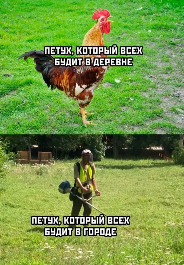 Картинки и мемы из Сети 24.07.22