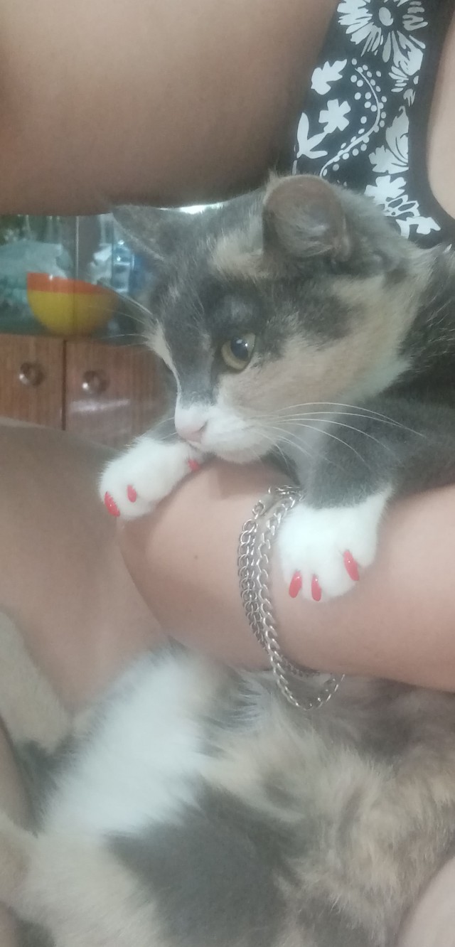 К нам пришел косоглазый кот