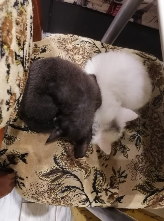 На котовторник