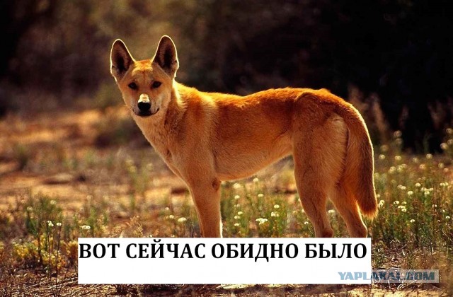 Он пересек Забор Австралии и сфотографировал другие земли