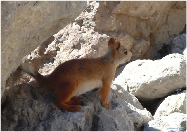 Крым. Мыс Ая. Деревья моря.