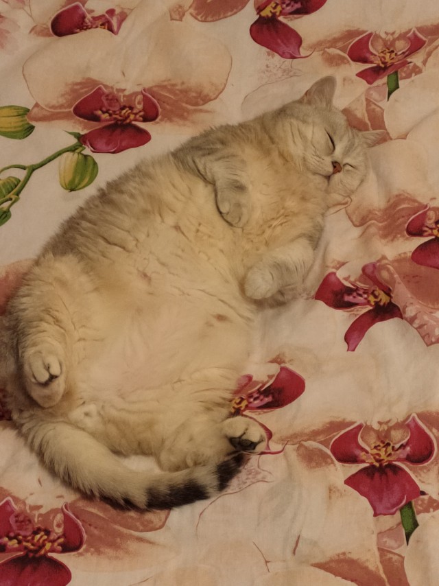 Вторник, ваши коты и кошки в студию