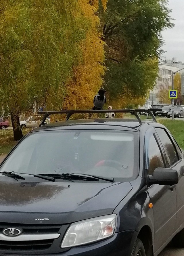 Недоразумение с машиной