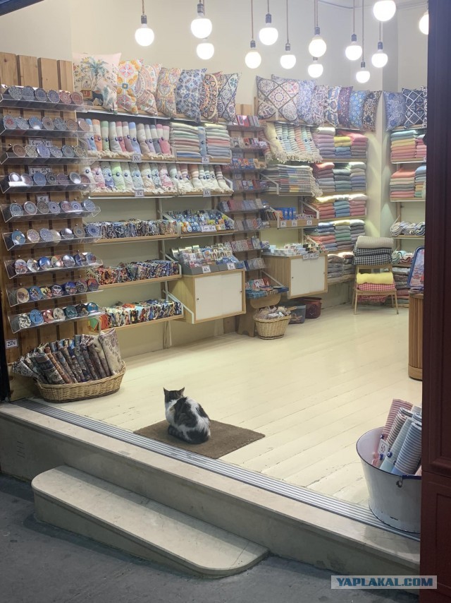 Котики Стамбула